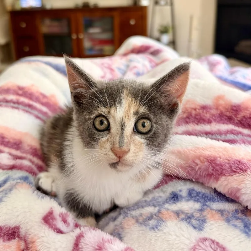 A baby small-sized female Calico Domestic Short Hair cat named Rose for adoption in Tustin, CA