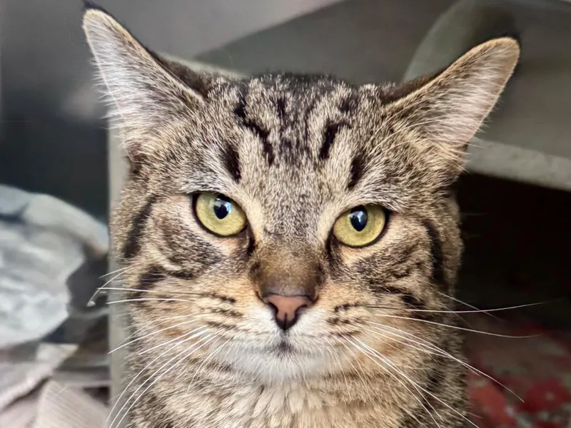 A young small-sized male Tabby cat named Clawdratic Formula for adoption in Powell, OH