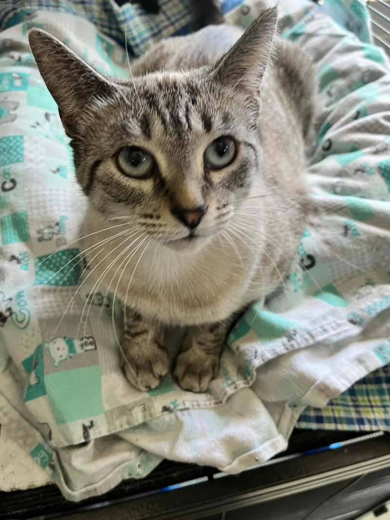 A young medium-sized female Siamese cat named Leah for adoption in Freeland, MI