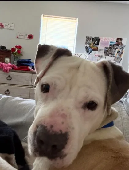 An adult medium-sized female Pit Bull Terrier dog named Damsel for adoption in Atlanta, GA