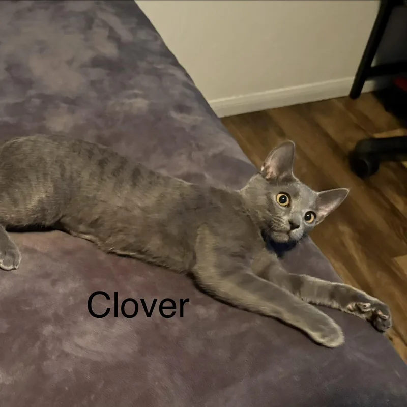A baby small-sized female Domestic Short Hair cat named Clover for adoption in Chandler, AZ