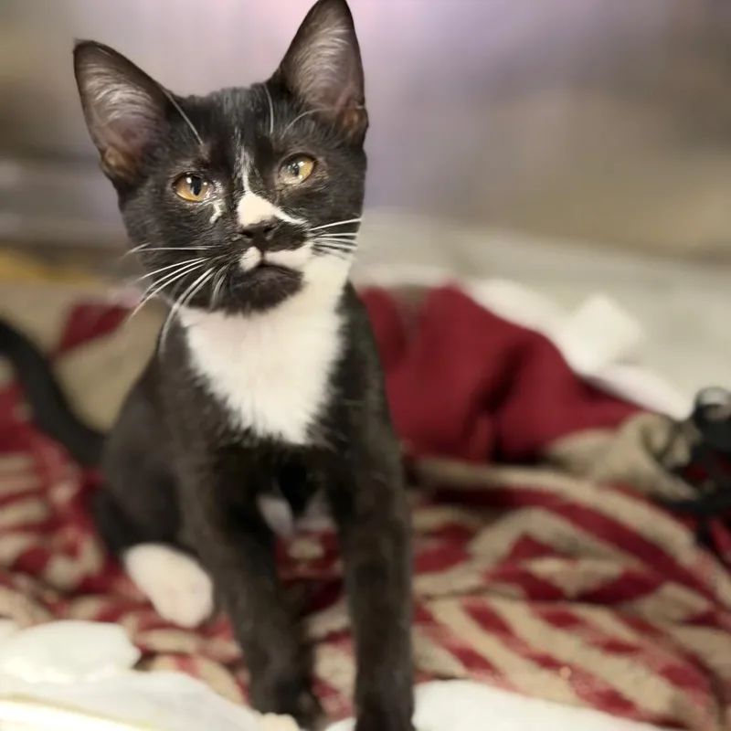 Tux