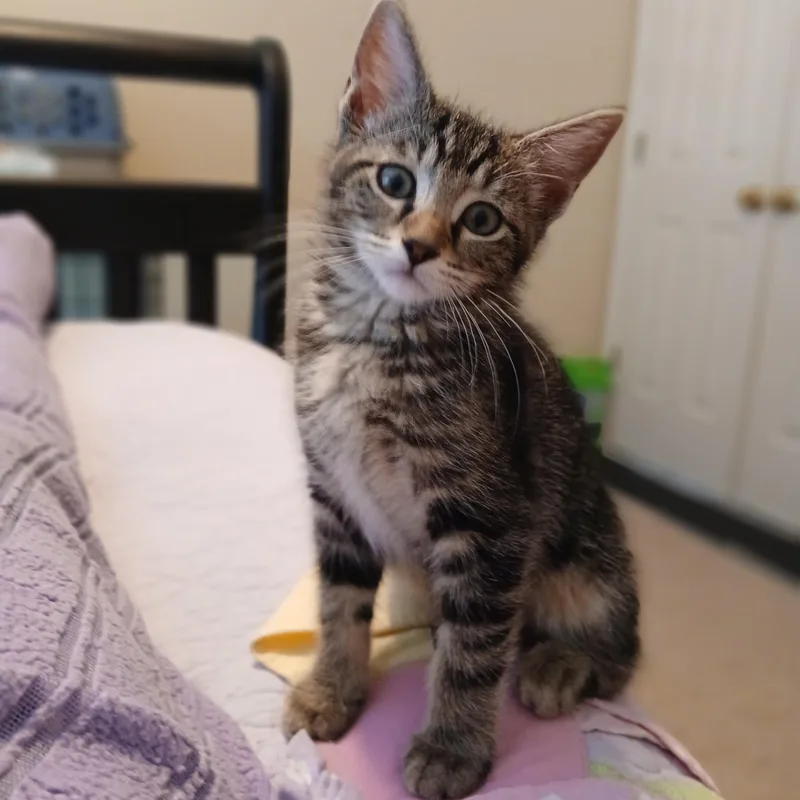 Ayla
