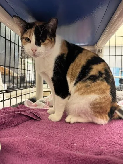 An adult medium-sized female Domestic Short Hair cat named Martini for adoption in Vero Beach, FL