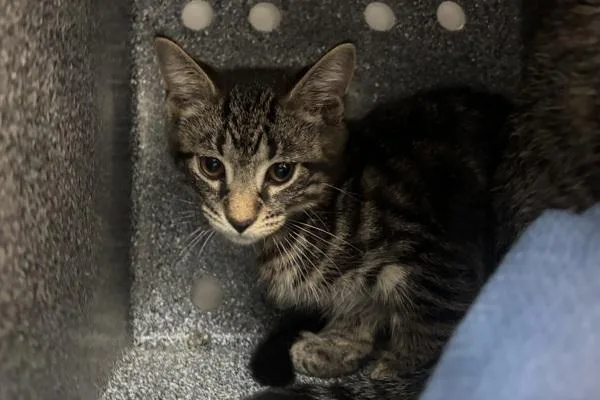 A baby small-sized male Domestic Short Hair cat named Bonfire for adoption in New York, NY