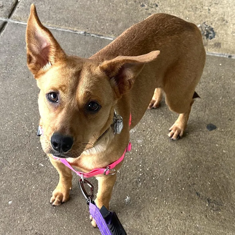 A young medium-sized female Red / Chestnut / Orange Terrier dog named Poppy for adoption in Falls Church, VA