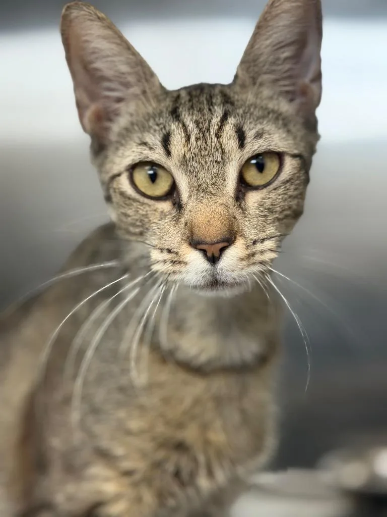 A young small-sized female Domestic Short Hair cat named Wincy for adoption in Hartsville, SC