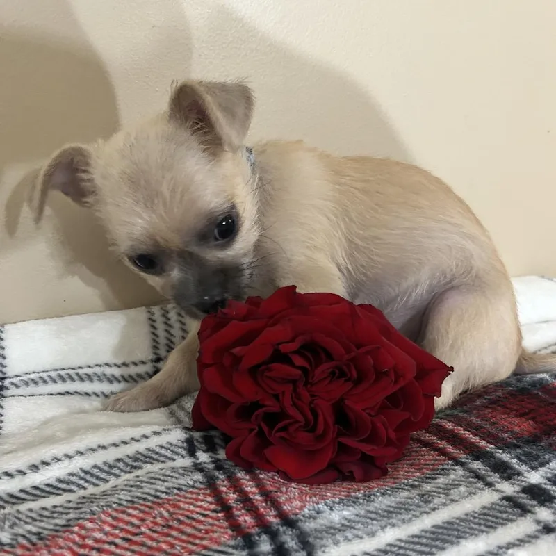 Rosie