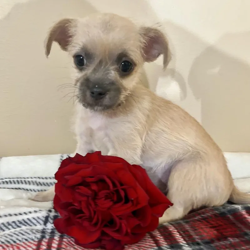 Rosie thumbnail 2