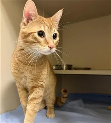 A young small-sized male Domestic Short Hair cat named Kairo for adoption in Denver, CO