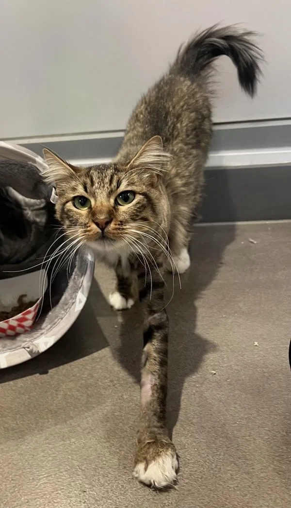 An adult large-sized female Domestic Long Hair cat named Spirit for adoption in El Cajon, CA