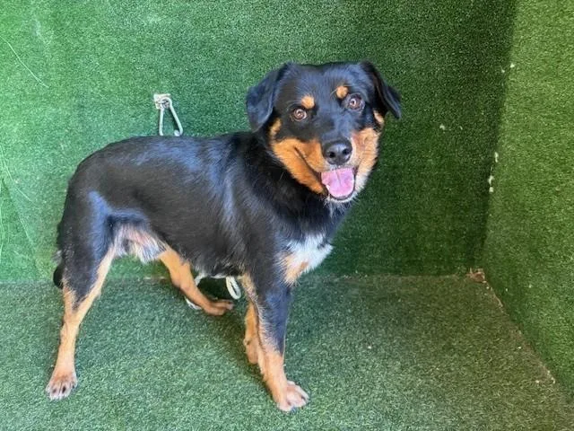 A young medium-sized male Rottweiler dog named Rodger for adoption in Lancaster, CA