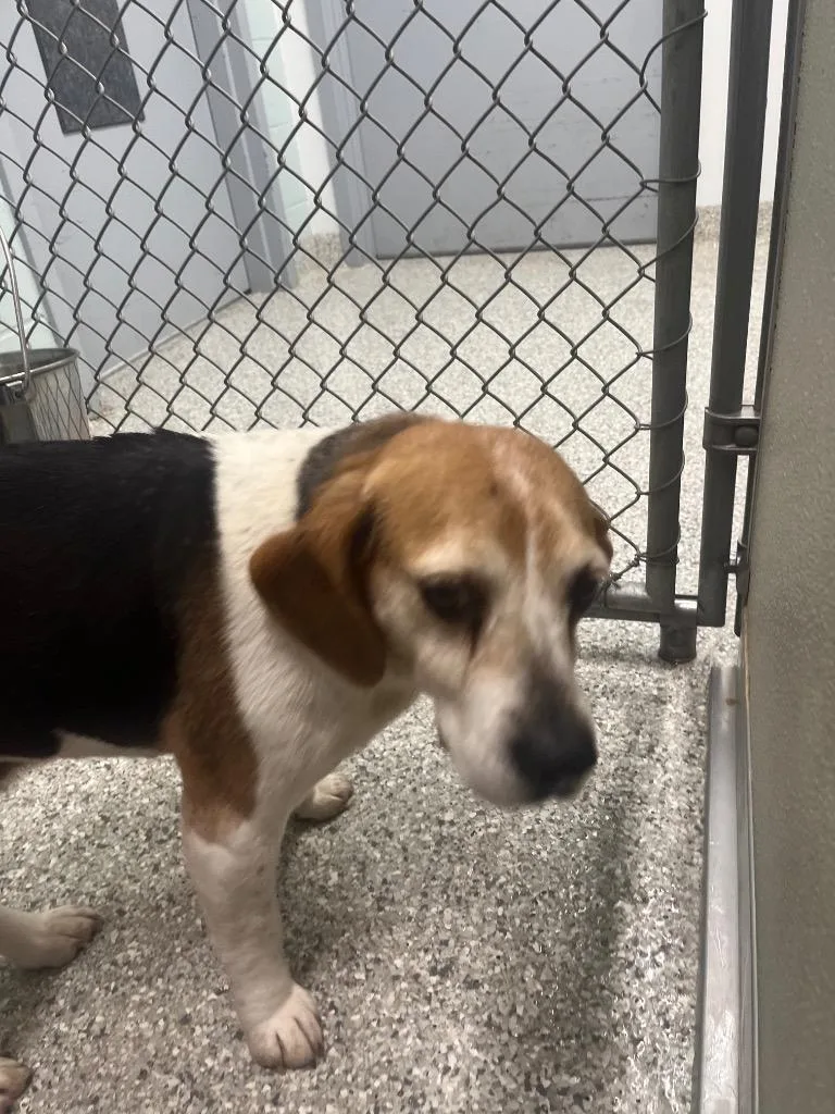 An adult medium-sized female Beagle dog named Princess Bagel for adoption in Auburn, IN