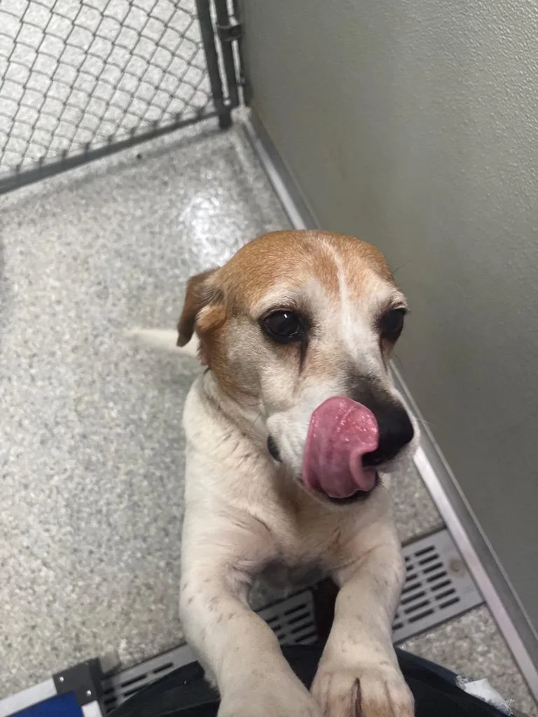 Princess Bagel thumbnail 2