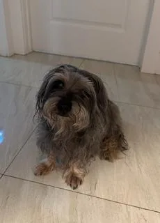 An adult small-sized male Havanese dog named Shiloh for adoption in Miami, FL