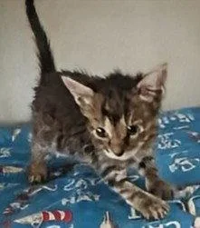A baby medium-sized female Domestic Short Hair cat named Ruby .. for adoption in Apopka, FL