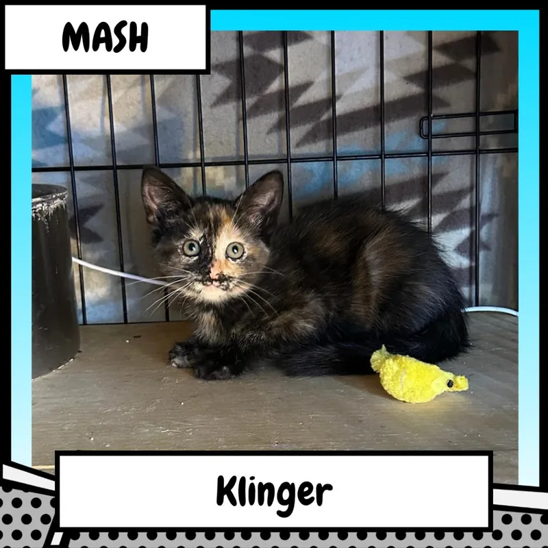 A baby small-sized female Tortoiseshell Domestic Medium Hair cat named Maxine "Klinger" Klinger for adoption in Suisun City, CA