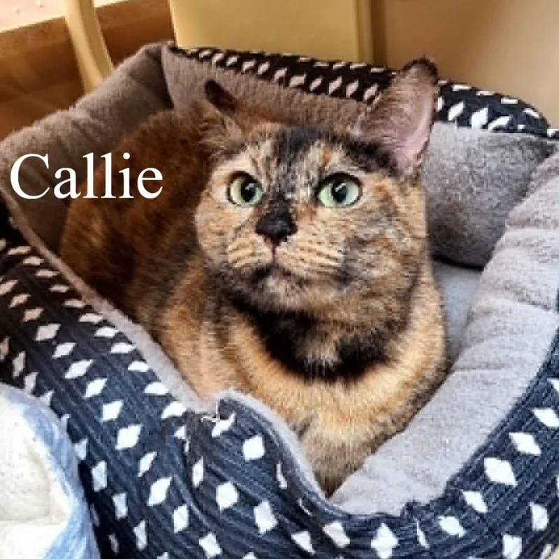 Callie thumbnail 5