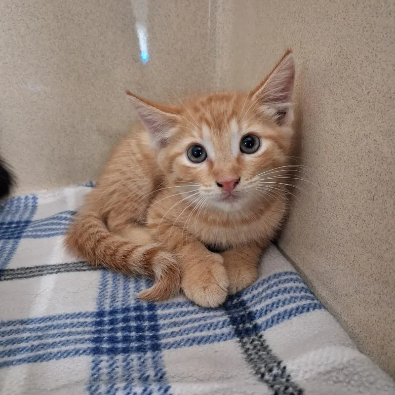 A baby small-sized male Domestic Short Hair cat named Cucumber for adoption in Gautier, MS