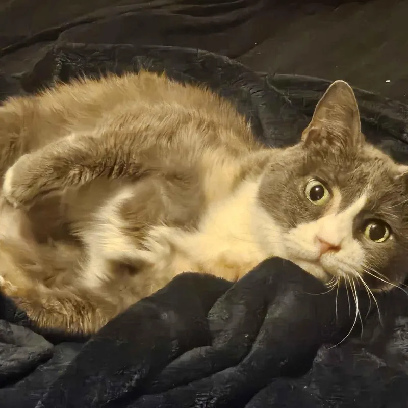 A senior small-sized female Gray / Blue / Silver Domestic Short Hair cat named Daisy Home to for adoption in South Elgin, IL