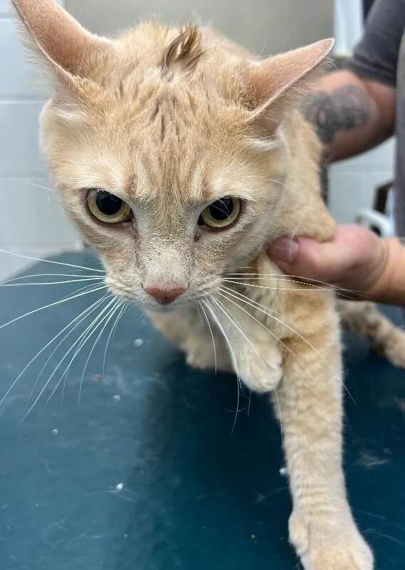 An adult medium-sized male Tabby (Orange / Red) Domestic Short Hair cat named Casper for adoption in Mobile, AL