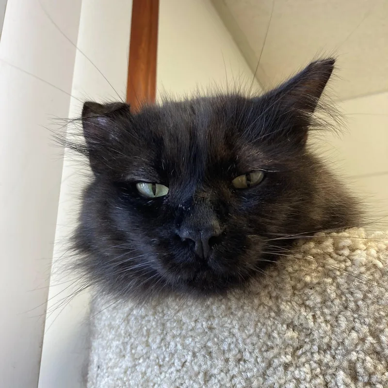 Jonathan thumbnail 2