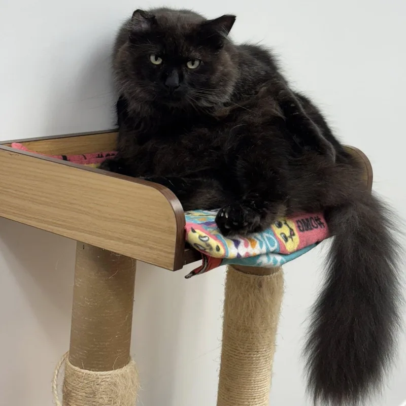 Jonathan thumbnail 4