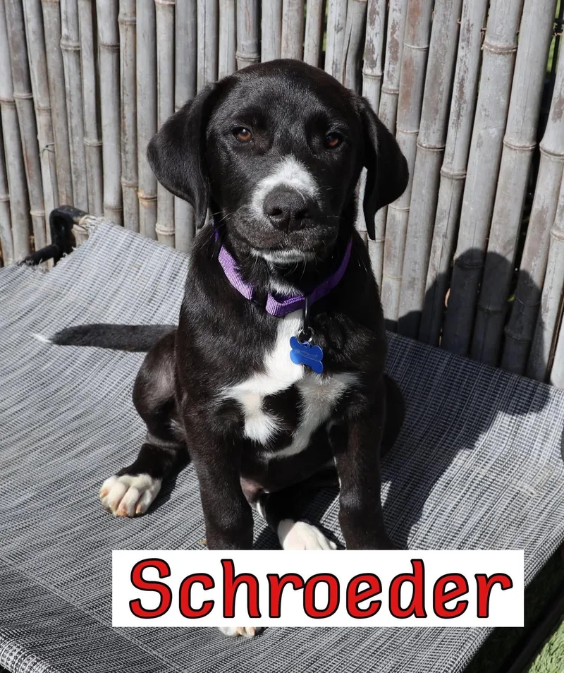 Schroeder thumbnail 4