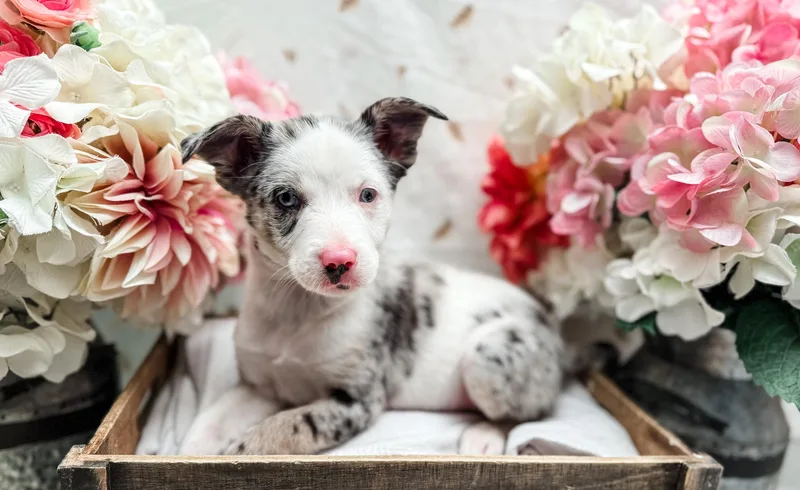A baby medium-sized female Merle (Blue) Australian Shepherd dog named Lambert for adoption in Newberg, OR