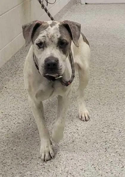 An adult large-sized male White / Cream Pit Bull Terrier dog named Riddle for adoption in Kansas City, MO