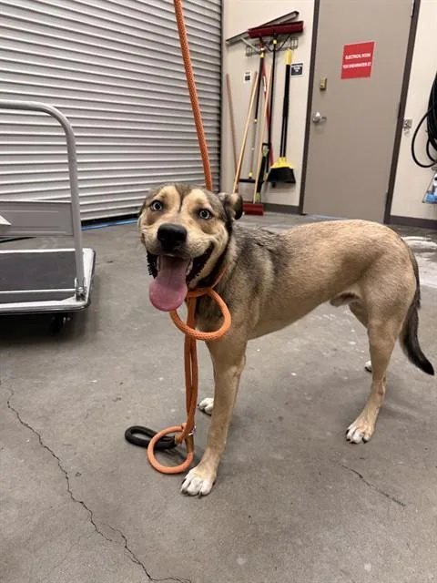 A young large-sized male Pit Bull Terrier dog named Yoko for adoption in Ontario, CA