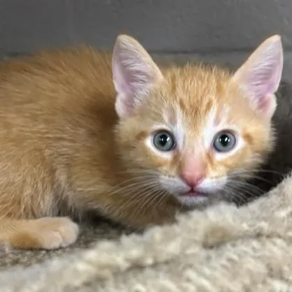 A baby medium-sized male Tabby (Orange / Red) Domestic Short Hair cat named Carrot Top for adoption in Allegan, MI
