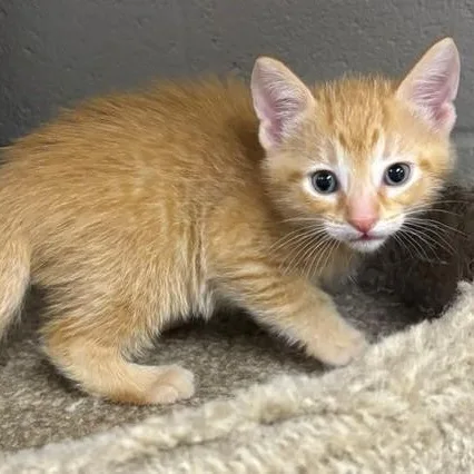 Carrot Top thumbnail 2