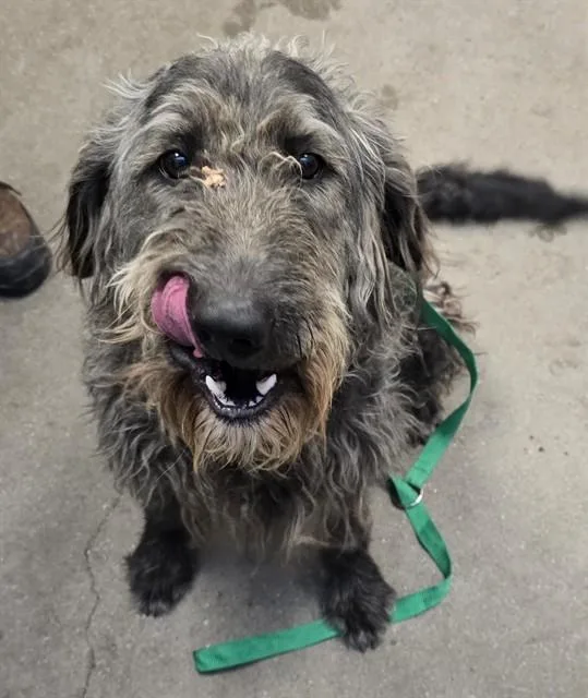 A young large-sized male Irish Wolfhound dog named Shaggifer for adoption in Tucson, AZ