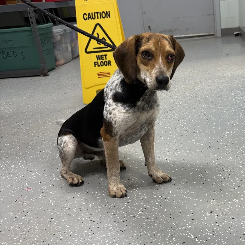An adult small-sized male Beagle dog named Beaglejuice for adoption in Bardstown, KY