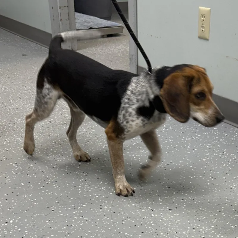 Beaglejuice thumbnail 2