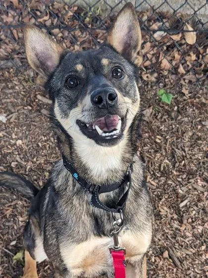 An adult large-sized male Mixed Breed dog named Koda for adoption in Fairfax, VA