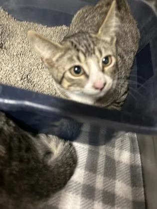 A baby medium-sized female Domestic Short Hair cat named Mary for adoption in Picayune, MS