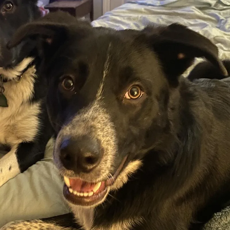 An adult large-sized male Black Border Collie dog named Ben for adoption in Winston Salem, NC