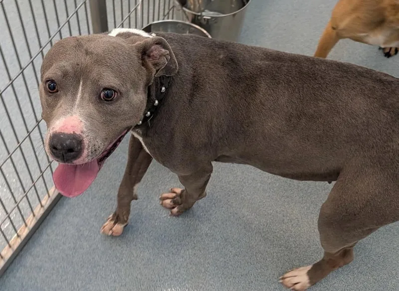 A young medium-sized female Pit Bull Terrier dog named Skye for adoption in Portland, IN