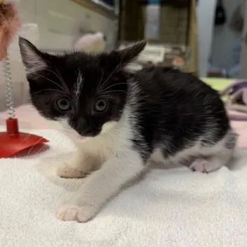 A baby small-sized female Domestic Short Hair cat named Liora for adoption in Cumming, GA