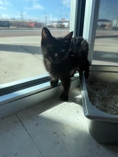 A young medium-sized female Black Domestic Short Hair cat named Zeta for adoption in Hobbs, NM