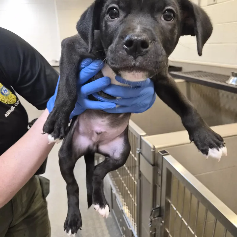 A baby medium-sized male Mixed Breed dog named Popcorn for adoption in Rock Hill, NY
