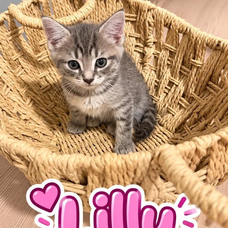 A baby medium-sized female Gray & White Tabby cat named Lilly for adoption in Denver, NC