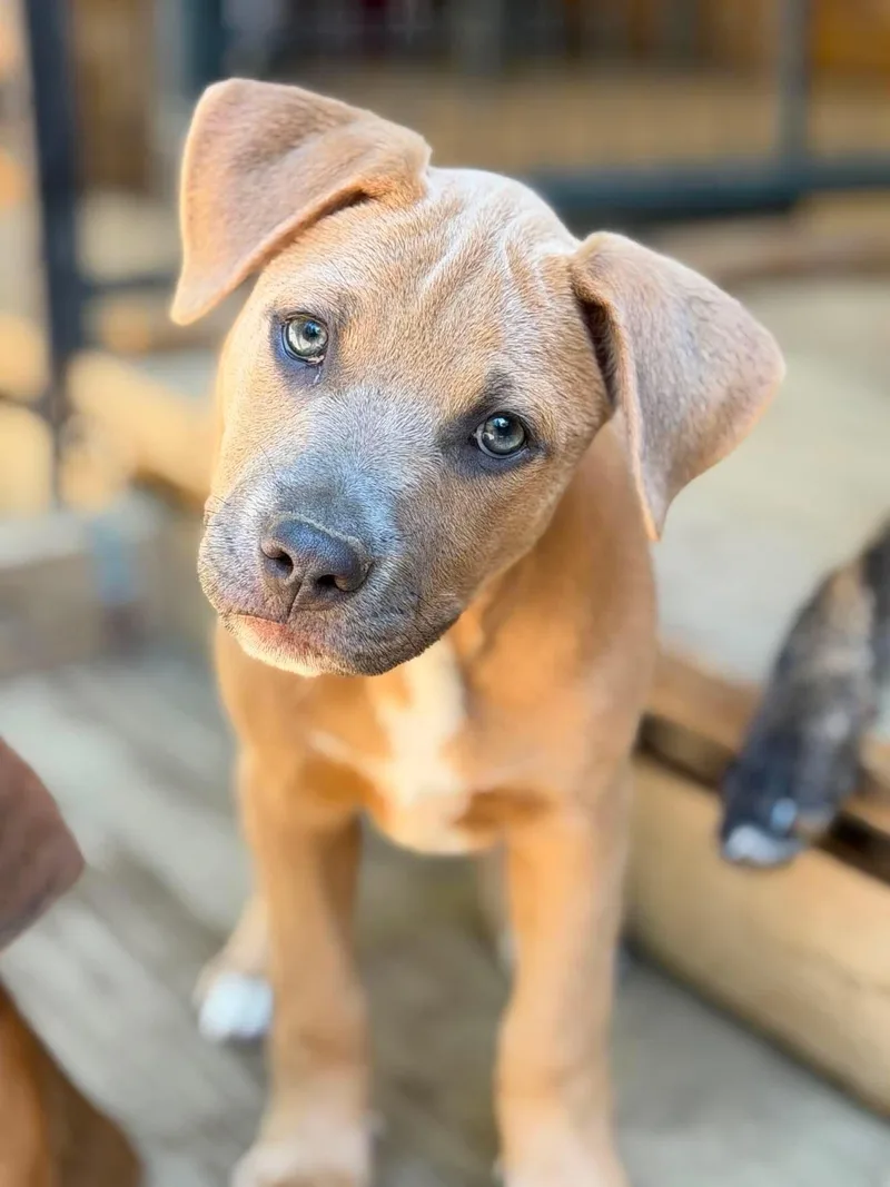 A baby medium-sized female Yellow / Tan / Blond / Fawn Mixed Breed dog named Lyla for adoption in BONIFAY, FL