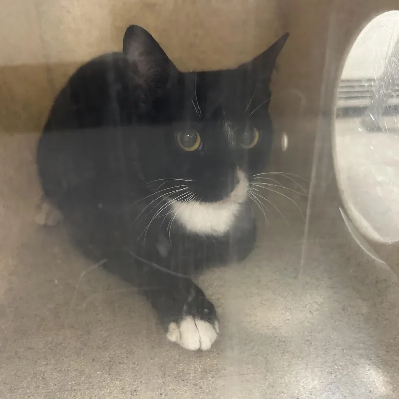 A young medium-sized male Black Domestic Short Hair cat named Wobble for adoption in Philadelphia, PA