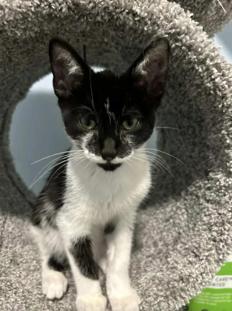 A baby medium-sized male Black & White / Tuxedo Domestic Short Hair cat named Devon for adoption in Wheaton, IL