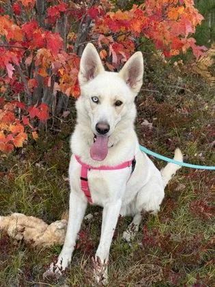An adult large-sized male German Shepherd Dog dog named Casper for adoption in Gwinn, MI