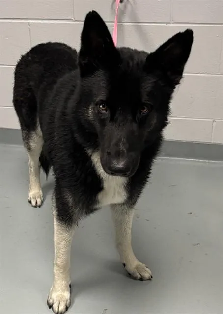 An adult large-sized male German Shepherd Dog dog named Hercules for adoption in Saint Cloud, FL