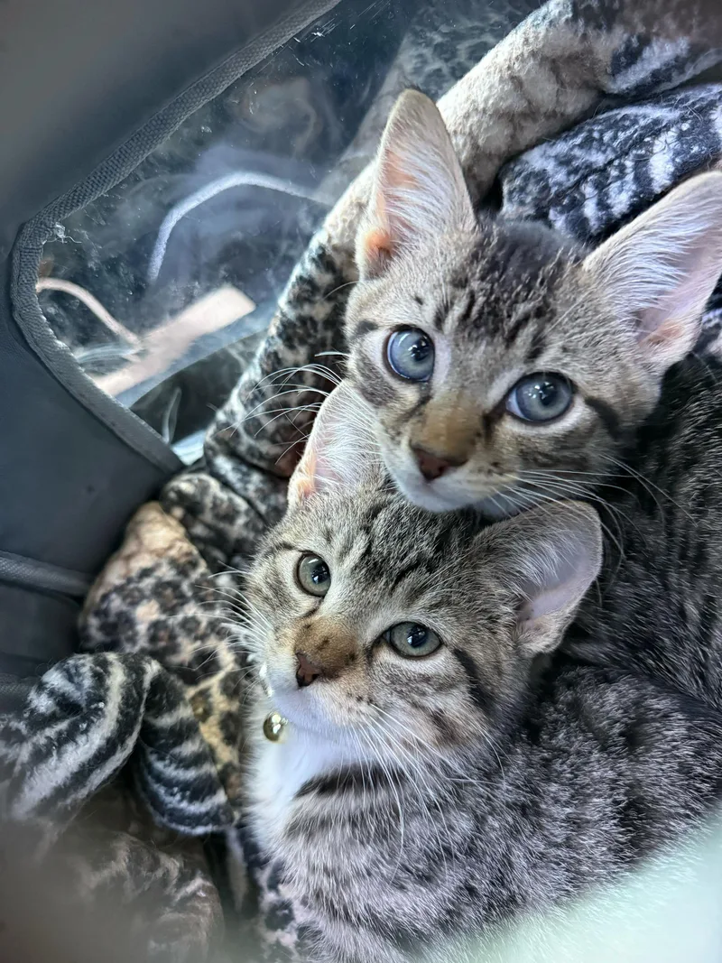 A baby small-sized male Tabby (Brown / Chocolate) Domestic Short Hair cat named Aloof for adoption in Long Island City, NY